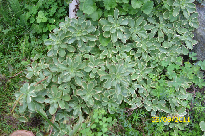 Sedum Kamtschaticum variegatum - Colectie sedum