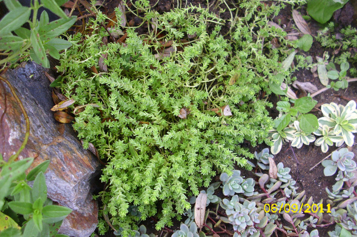 sedum acre aureum