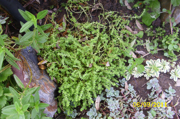 sedum acre aureum