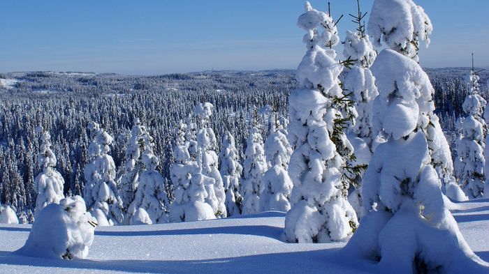 Winter_Forest - Peisaje de iarna