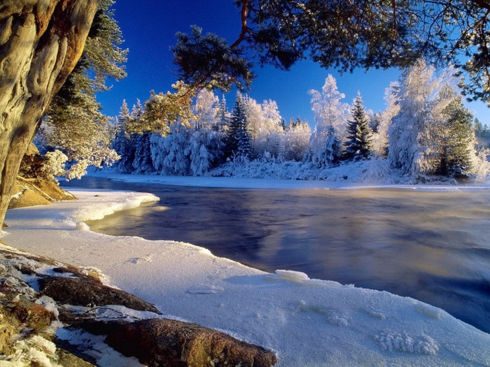 Winter_wallpapers_Winter_forest - Peisaje de iarna