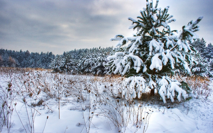 winter-tree-field-nature - Peisaje de iarna