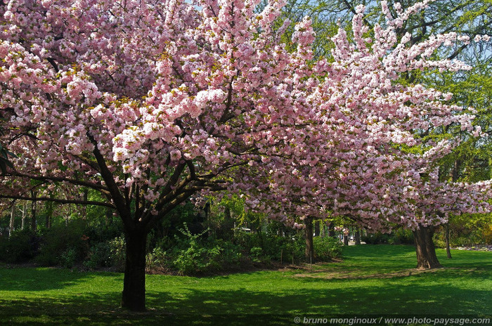 A_taste_of_spring_colors_with_pretty_trees_in_flower_-2 - Peisaje de primavara