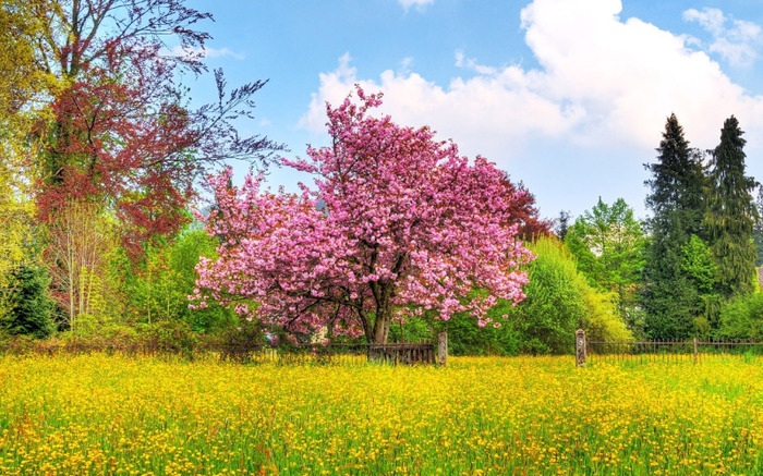 beautiful_spring_wallpapers-1280x800 - Peisaje de primavara