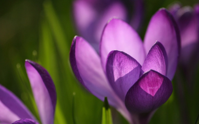 crocus-spring-wallpapers_8452_1920x12001