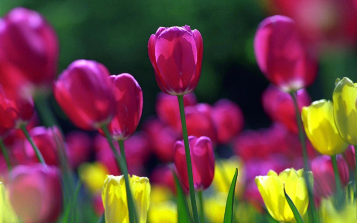 ws_Spring_tulips_1280x800 - Peisaje de primavara