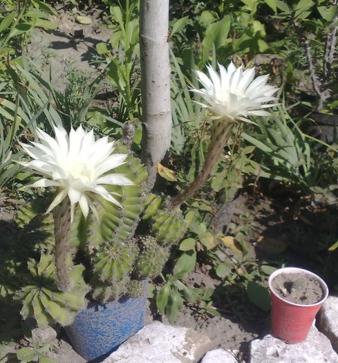 66 - Cactusi si suculente