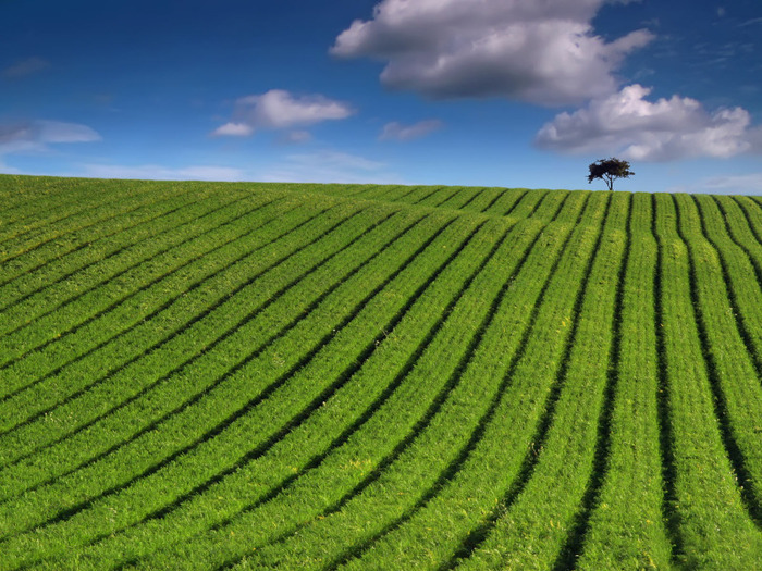 summer_green_field_1600x1200 - Peisaje de vara