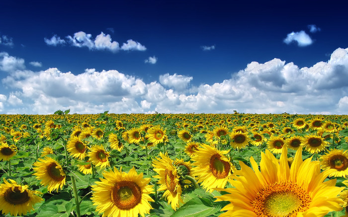 summer_sunflowers_1920 - Peisaje de vara