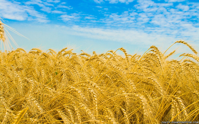 wheat-field-summer-wallpapers-1280x800 - Peisaje de vara