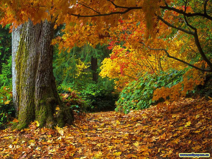 autumn wallpaper widescreen-1 - Peisaje de toamna