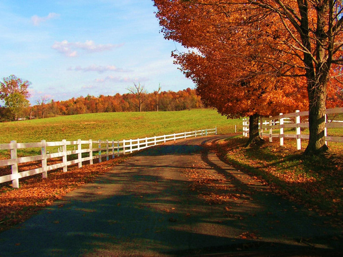 autumn_scene_4 - Peisaje de toamna