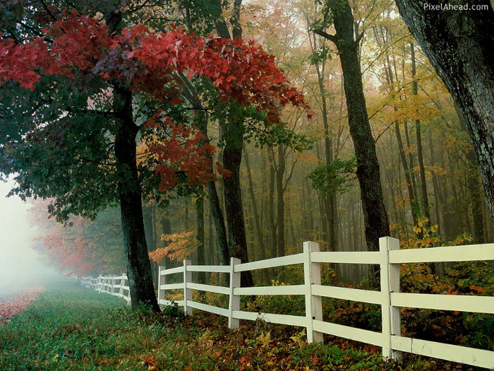 autumn-nature-wallpaper1 - Peisaje de toamna