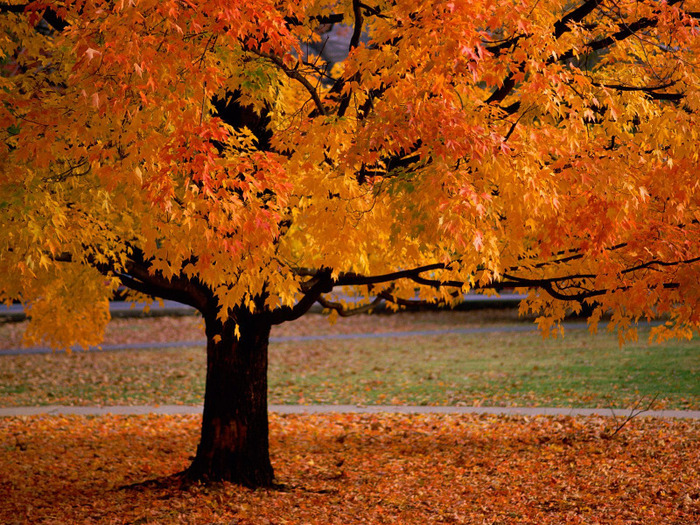 Autumn-Tree-Wallpaper - Peisaje de toamna