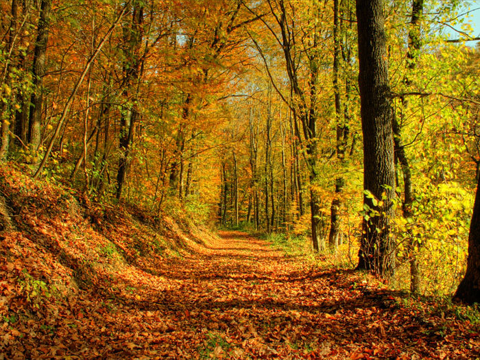 autumn-wallpaper-ii-2