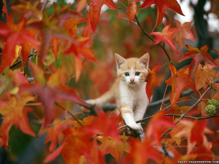 cat-in-autumn-wallpaper - Peisaje de toamna