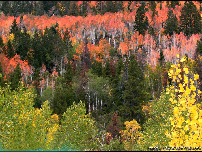colors-autumn-wallpapers - Peisaje de toamna