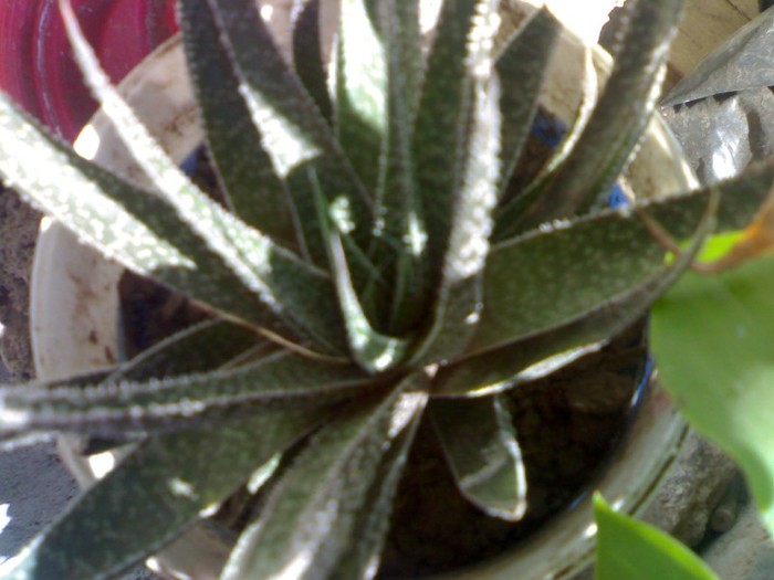 220620111763 - cactusi si suculente