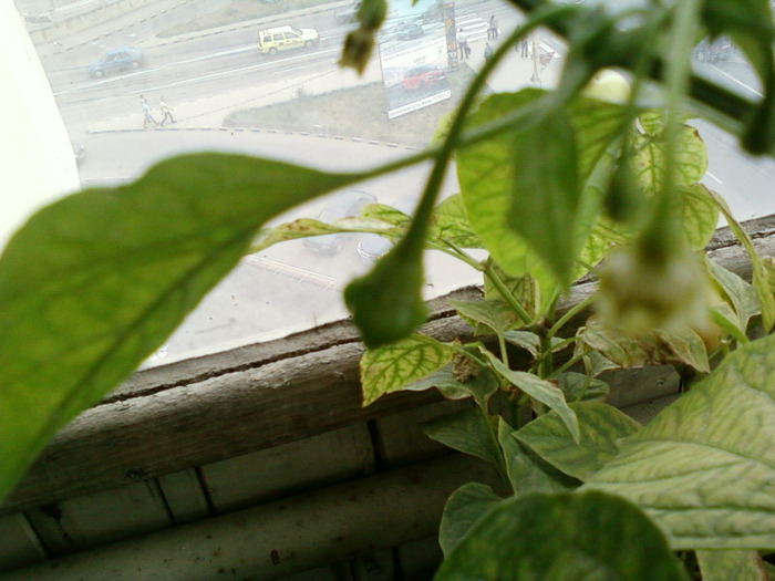 my pictures- 7 sept 2011 032