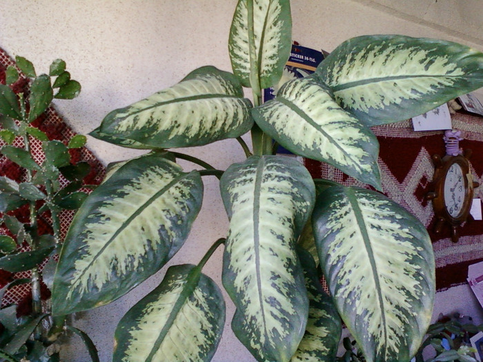 dieffenbachia - florile mele