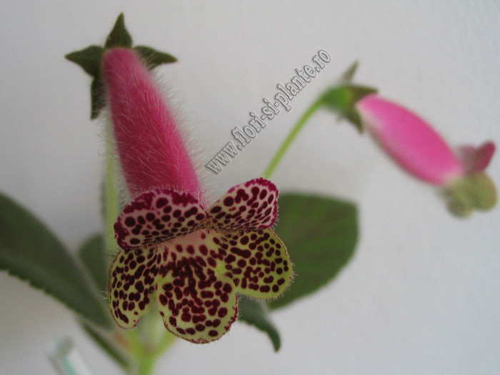 Kohleria GG Garnet Rose 2