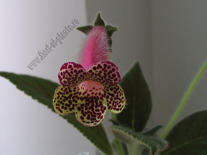 Kohleria GG Garnet Rose 3 - KOHLERIA I