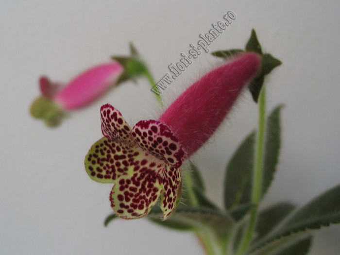 Kohleria GG Garnet Rose 4 - KOHLERIA I