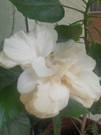 SDC16074 - HIBISCUS Classic White 2011-2012 pierdut