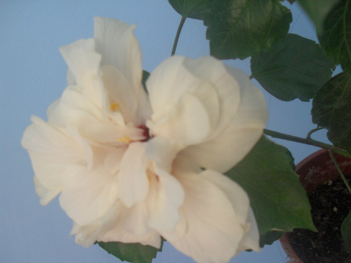 SDC16078 - HIBISCUS Classic White 2011-2012 pierdut