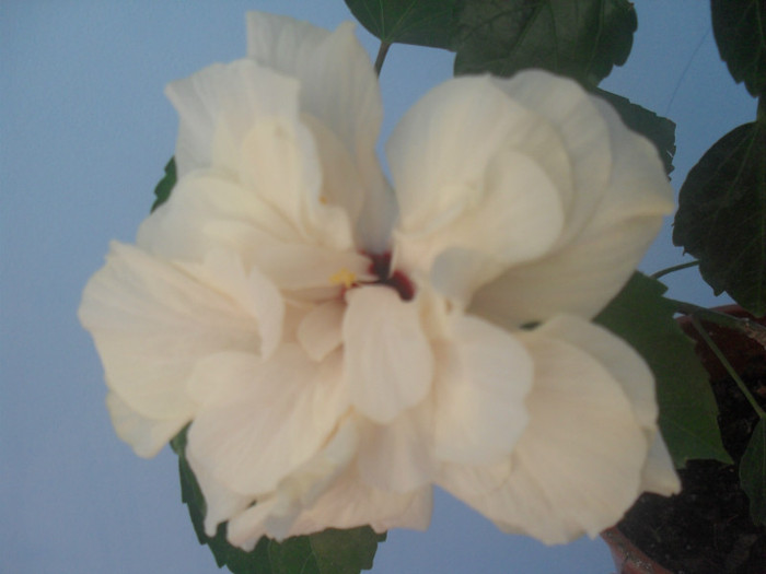 SDC16080 - HIBISCUS Classic White 2011-2012 pierdut