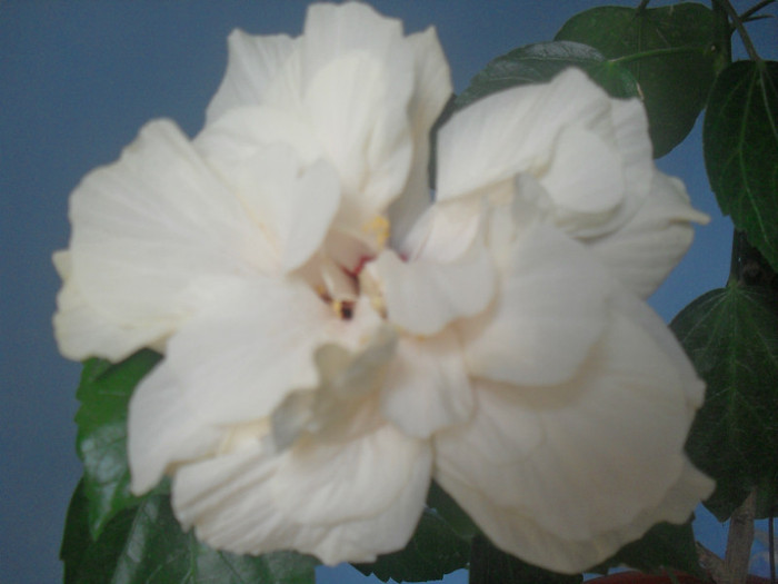 SDC16084 - HIBISCUS Classic White 2011-2012 pierdut