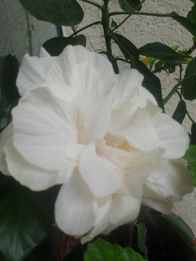 SDC16088 - HIBISCUS Classic White 2011-2012 pierdut