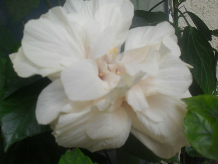 SDC16089 - HIBISCUS Classic White 2011-2012 pierdut