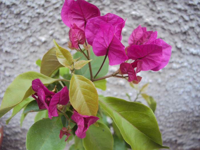 DSC03669 - Bougainvillea