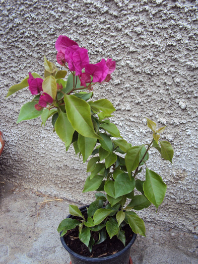 DSC03672 - Bougainvillea