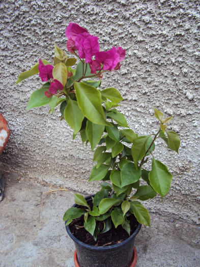 ii prieste la mine - Bougainvillea