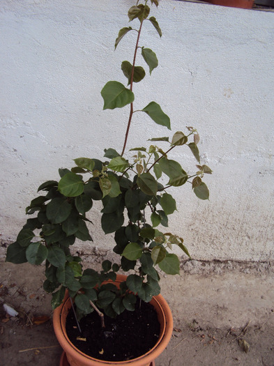 nu stiu ce culoare e, dar creste, creste... - Bougainvillea
