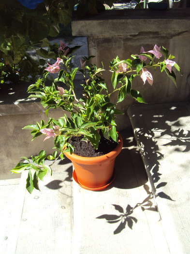 bouga roz, primita azi - Bougainvillea