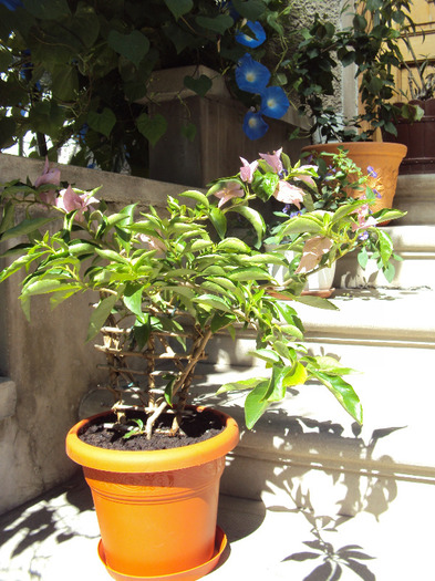 DSC03718 - Bougainvillea