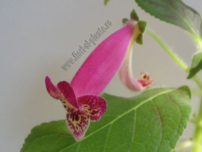 Kohleria Second Thoughts 10 - KOHLERIA I