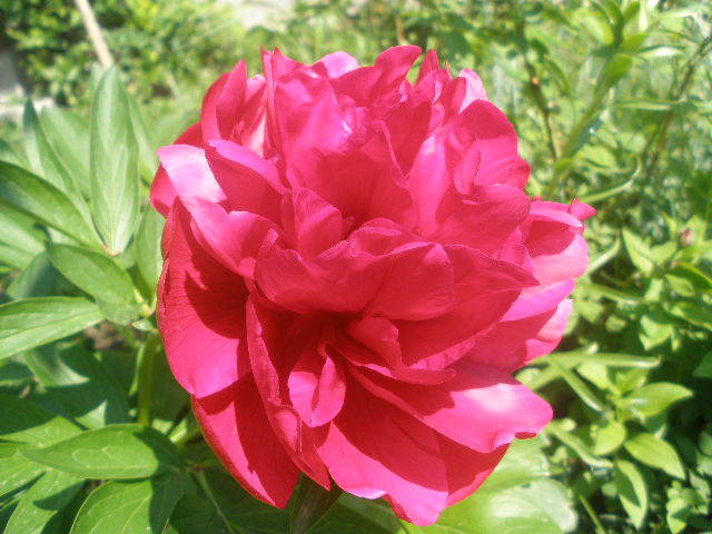 P5220669 - Flori