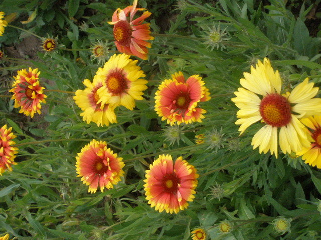 P6050838 - Flori
