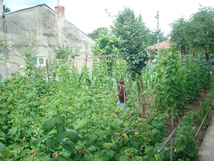 gradina cu zmeura - ZMEURA 2011