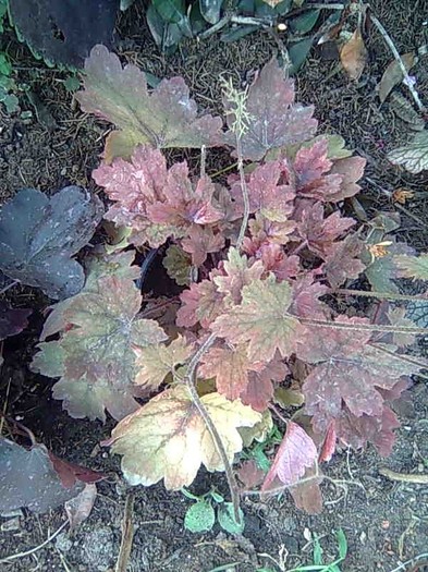 heuchera - Plante cu frunze colorate
