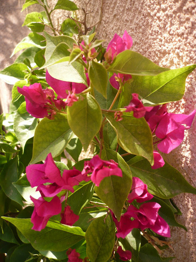 07.09.2011 - zzz-BOUGAINVILLEA-2011