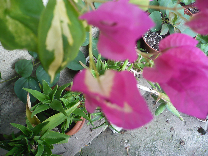 P1090858 - zzz-BOUGAINVILLEA-2011