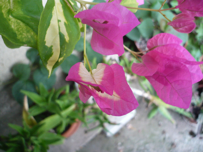 P1090859 - zzz-BOUGAINVILLEA-2011