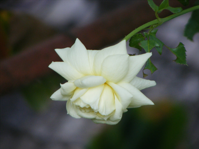 Tchaikovski; Floribunda-shrub(arbust),floare mare,peste 41 petale,parfum usor(2-3 din 5 puncte),h 1,5-1,85m
