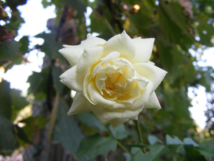Tchaikovski; Floribunda-shrub(arbust),floare mare,peste 41 petale,parfum usor(2-3 din 5 puncte),h 1,5-1,85m
