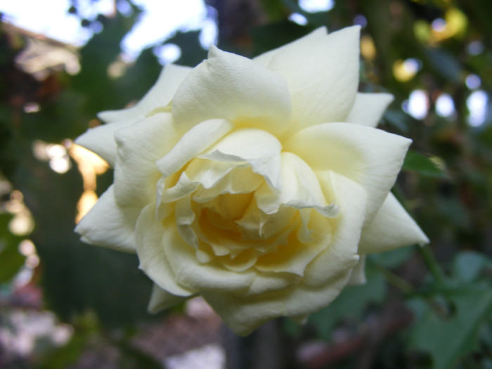 Tchaikovski; Floribunda-shrub(arbust),floare mare,peste 41 petale,parfum usor(2-3 din 5 puncte),h 1,5-1,85m
